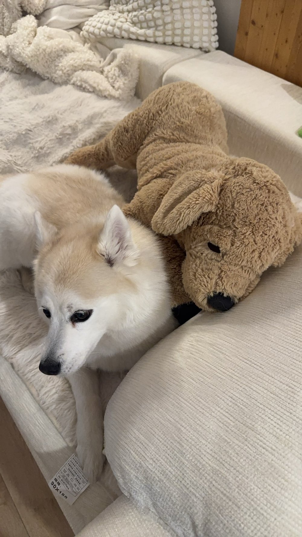 Pocky resting on the couch
