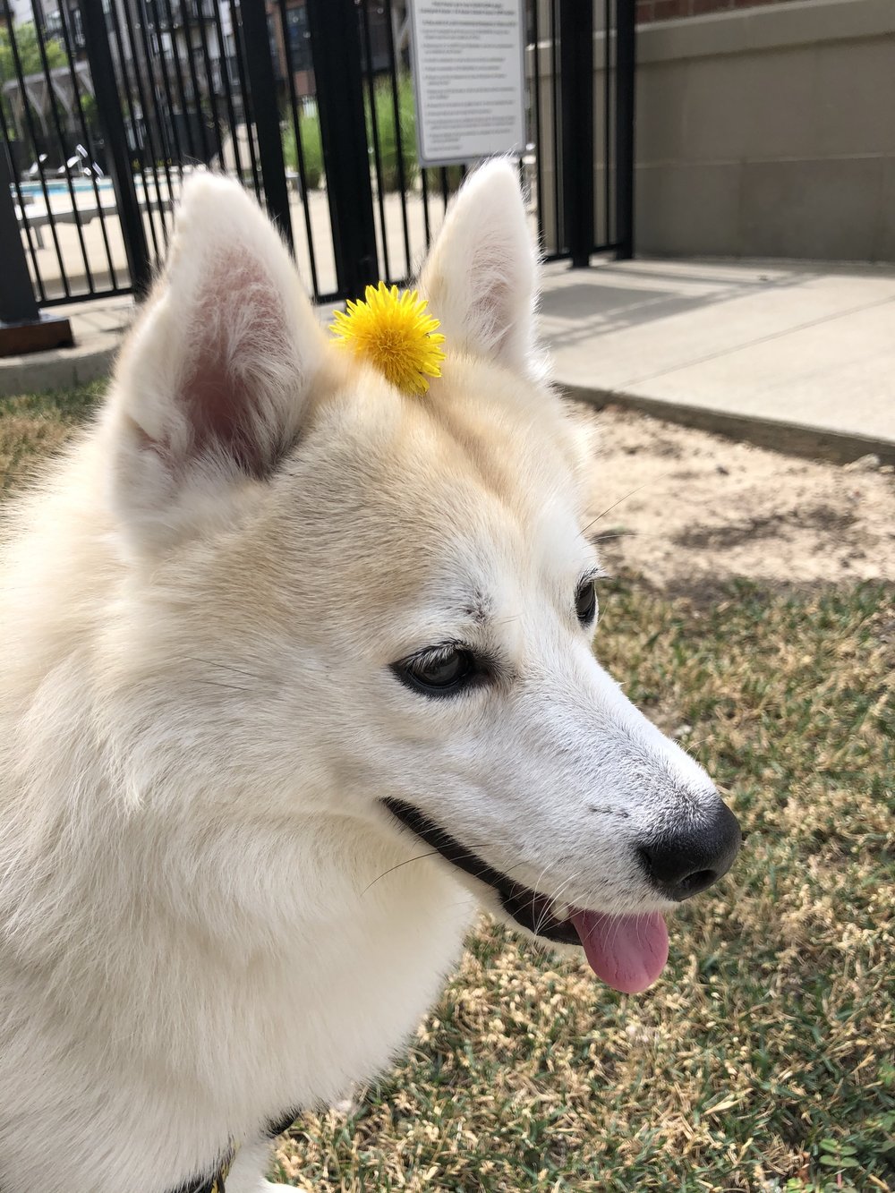Pocky with a dandelion